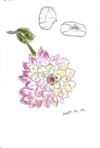 ピンクのキンセンカと栗