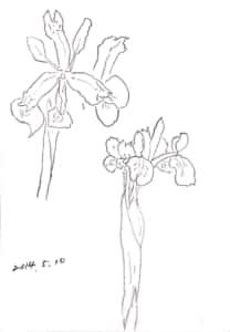 アヤメのデッサン