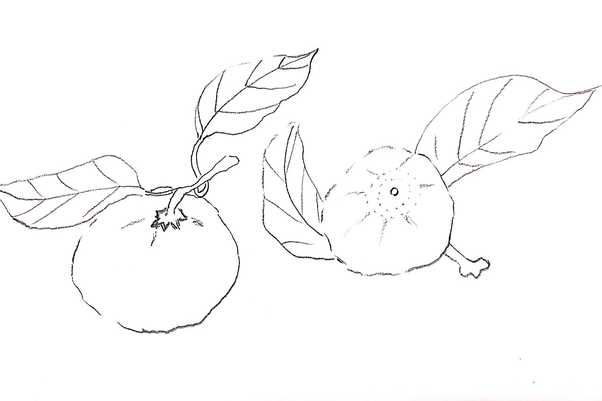 ppt怎么简笔画效果的柚子? ppt柚子的画法 - 手工客