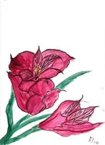 五月の赤い花　(花の名前わかる方教えてください＞＜)