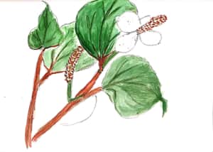 どくだみの花
