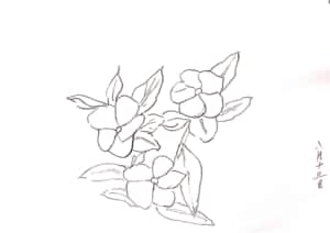 ニチニチソウのデッサン