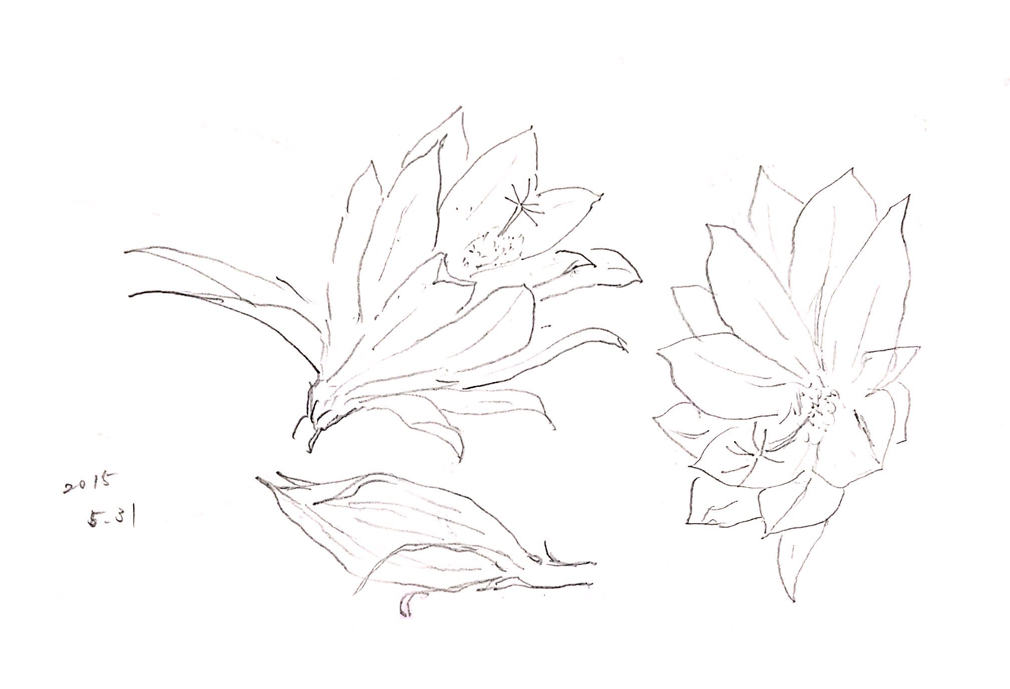 ミョウガの花のデッサン
