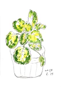 サクラソウの葉