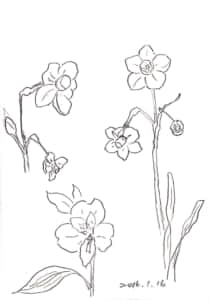水仙のデッサン