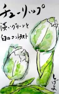チューリップ　淡いグリーンと白のコントラスト