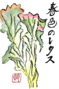 春色のレタス