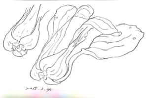 チンゲンサイのデッサン