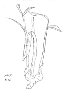 生姜の芽