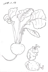 蕪と、干し柿のデッサン