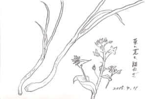 菜の花と細ねぎのデッサン