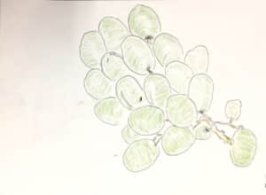 みずみずしいマスカットのデッサン