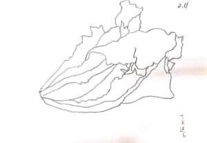 さえ返しの春レタスのデッサン
