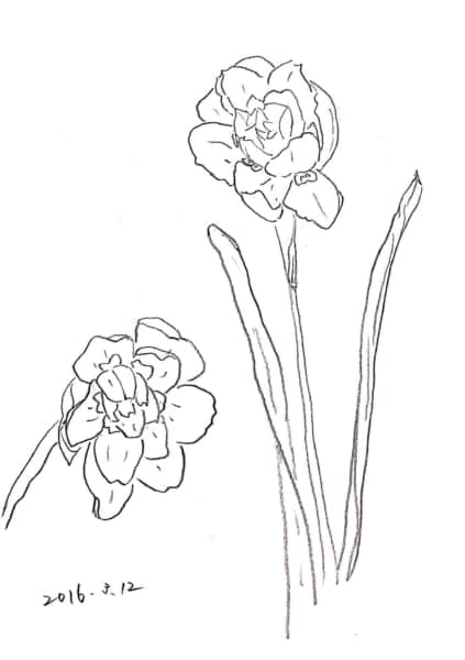 八重咲き水仙のデッサン