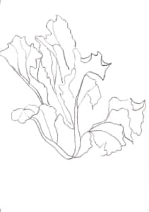 春レタスのデッサン