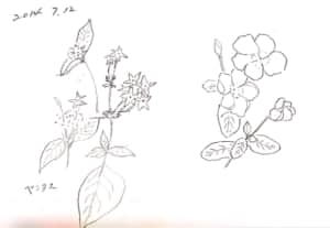 ペンタスのデッサン