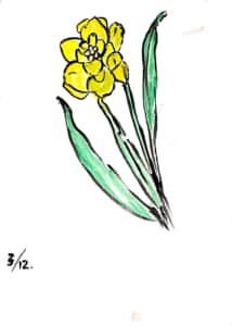 黄色い八重咲き水仙
