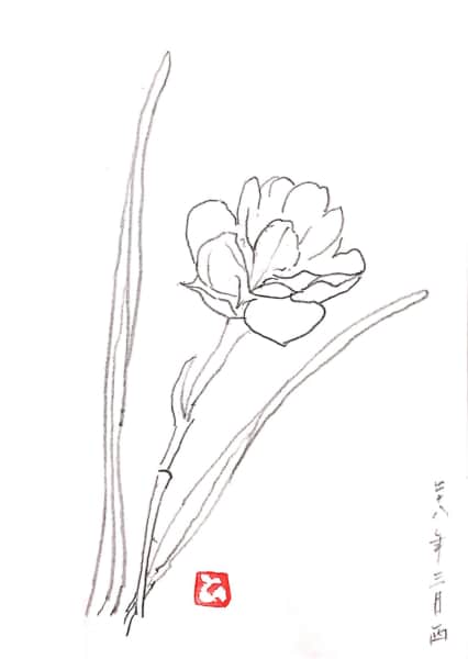 八重咲き水仙のデッサン