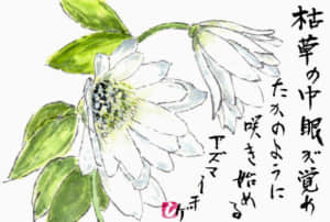 アズマイチゲ