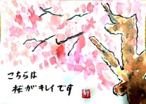 こちらは桜がキレイです