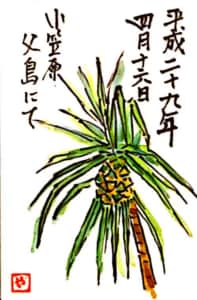 小笠原 父島にて