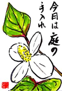 今日は庭の手入れ　~どくだみの花~