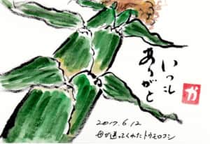 いつもありがと　母が送ってくれたトウモロコシ