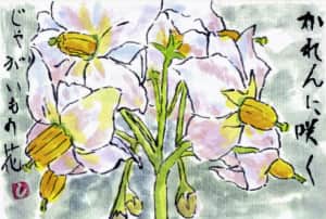 ジャガイモの花