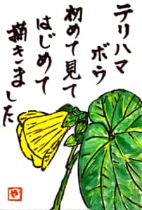 テリハハマボウ　初めて見てはじめて描きました