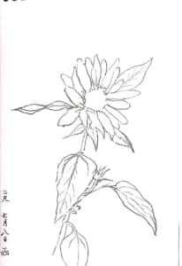 ひまわりのデッサン