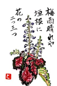 梅雨晴れや 垣根に花の二つ三つ