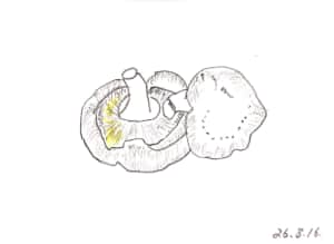 八月のしいたけのデッサン