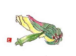 オクラと、オクラの花