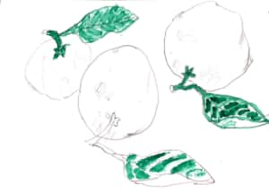 ゆず3つのデッサン