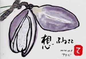 想ふるさと アケビ