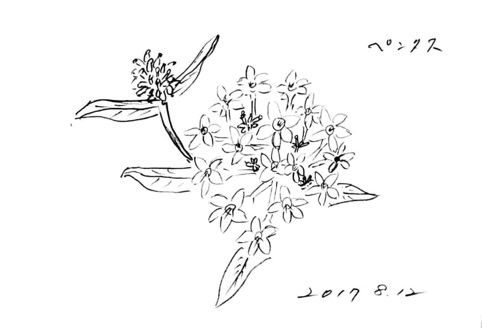 ペンタスの花のデッサン