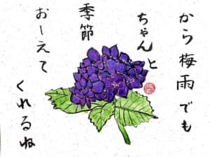 から梅雨でもちゃんと季節おしえてくれるね　〜あじさい〜