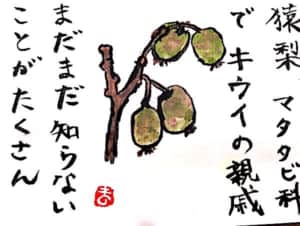 猿梨 マタタビ科でキウイの親戚 まだまだ知らないことがたくさん