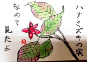 ハナミズキの実 はじめて見たよ