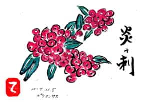 ピラカンサの炎と棘