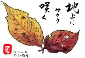 地上にサクラ咲く　〜サクラの落ち葉〜