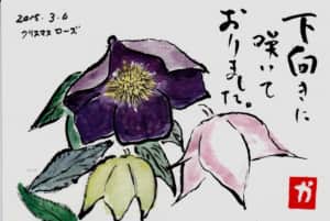 下向きに咲いておりました。　クリスマスローズ