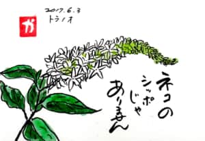 トラノオ　ネコのしっぽじゃありません