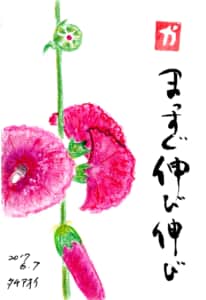 まっすぐ伸び伸び　タチアオイ(ホリホック)