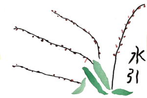 水引、またの名を水引草