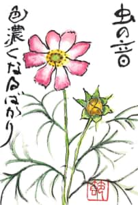 秋桜　虫の音色濃くなるばかり