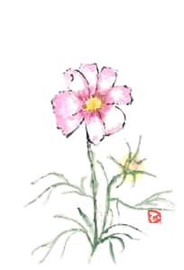 コスモスのスケッチ