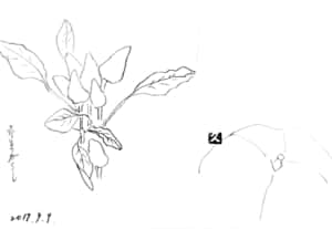 とうがらしとカボチャのデッサン