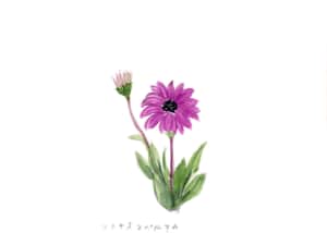 オステオスペルマムの花