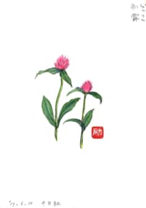 千日紅の花